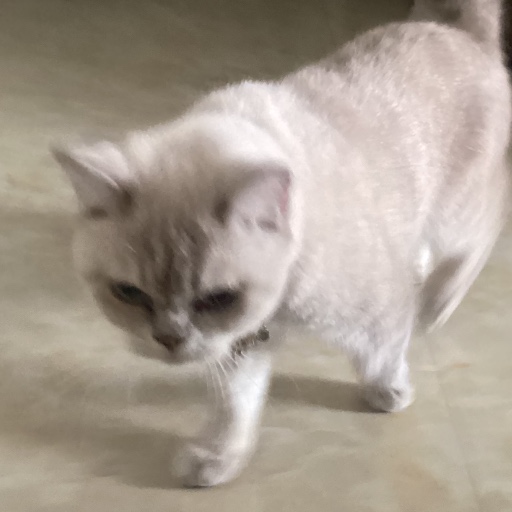 Miosp